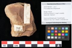 Foto (Objekt + Etikett) von Pinus praepumilio Ettingshausen (NHMW-GEO-2024-0188-0267)